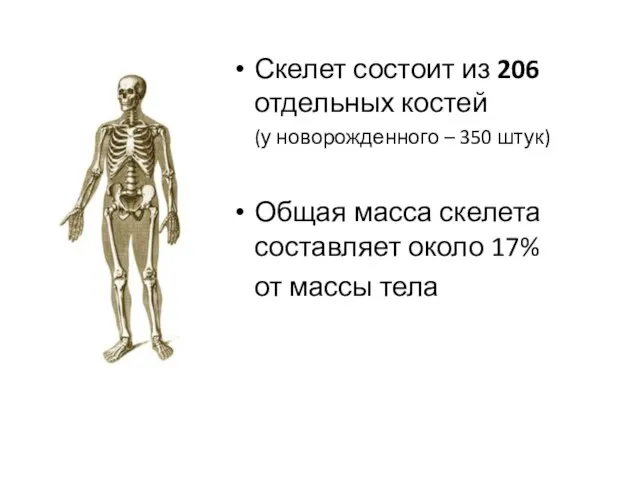 Скелет состоит из 206 отдельных костей (у новорожденного – 350 штук) Общая