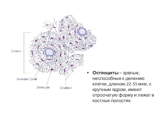 Остеоциты – зрелые, неспособные к делению клетки, длиною 22-55 мкм, с крупным