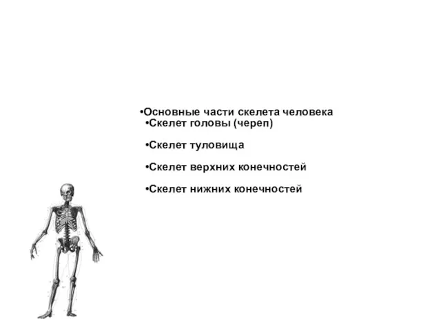 Основные части скелета человека Скелет головы (череп) Скелет туловища Скелет верхних конечностей Скелет нижних конечностей
