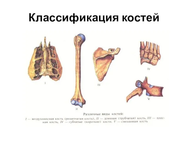 Классификация костей