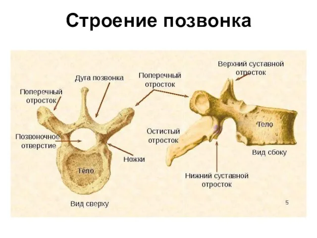 Строение позвонка