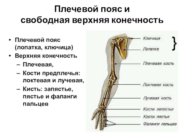 Плечевой пояс и свободная верхняя конечность Плечевой пояс (лопатка, ключица) Верхняя конечность
