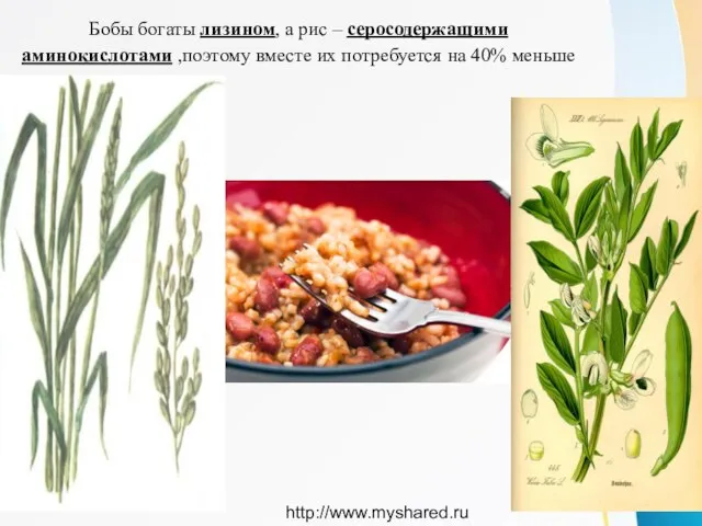 Бобы богаты лизином, а рис – серосодержащими аминокислотами ,поэтому вместе их потребуется на 40% меньше http://www.myshared.ru