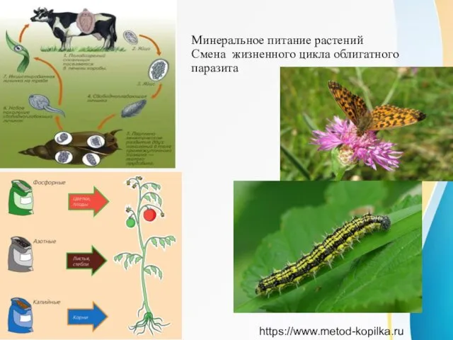 Минеральное питание растений Смена жизненного цикла облигатного паразита https://www.metod-kopilka.ru