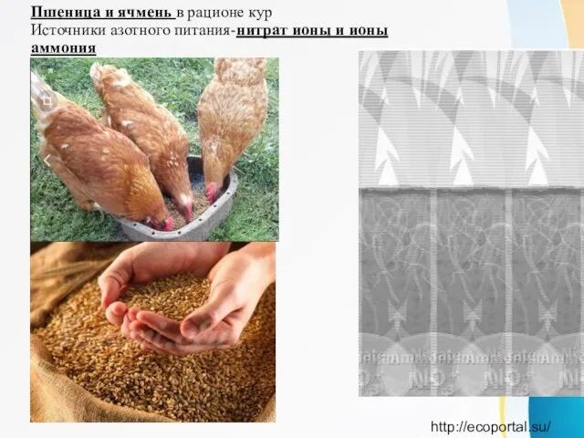 Пшеница и ячмень в рационе кур Источники азотного питания-нитрат ионы и ионы аммония http://ecoportal.su/