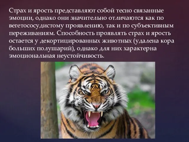 Страх и ярость представляют собой тесно связанные эмоции, однако они значительно отличаются