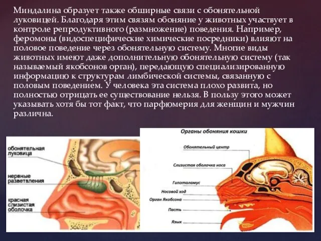 Миндалина образует также обширные связи с обонятельной луковицей. Благодаря этим связям обоняние