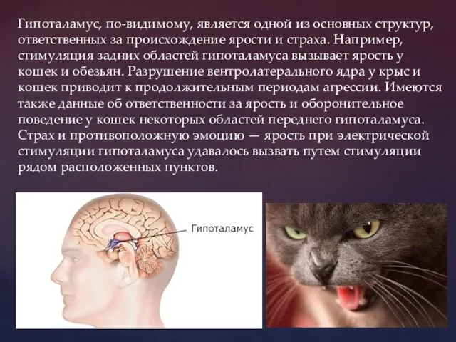 Гипоталамус, по-видимому, является одной из основных структур, ответственных за происхождение ярости и