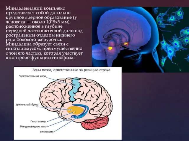 Миндалевидный комплекс представляет собой довольно крупное ядерное образование (у человека — около