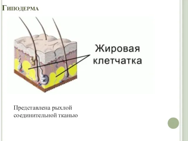 Гиподерма Представлена рыхлой соединительной тканью