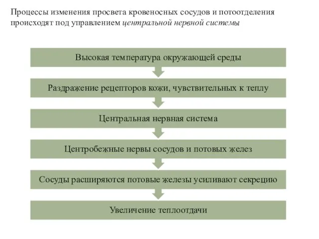 Процессы изменения просвета кровеносных сосудов и потоотделения происходят под управлением центральной нервной системы