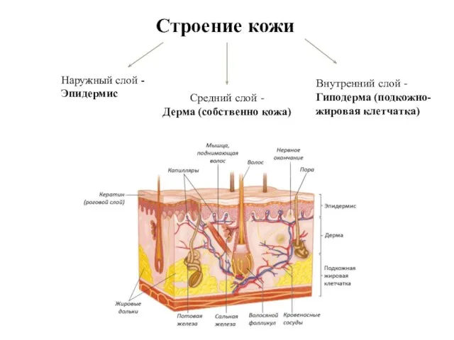 Строение кожи Наружный слой - Эпидермис Средний слой - Дерма (собственно кожа)