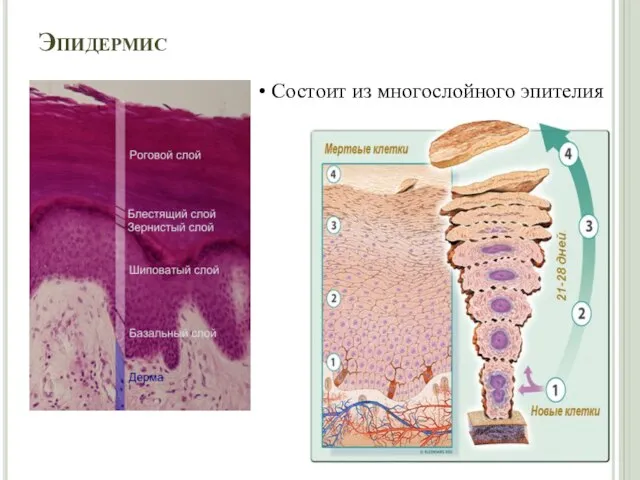 Эпидермис Состоит из многослойного эпителия
