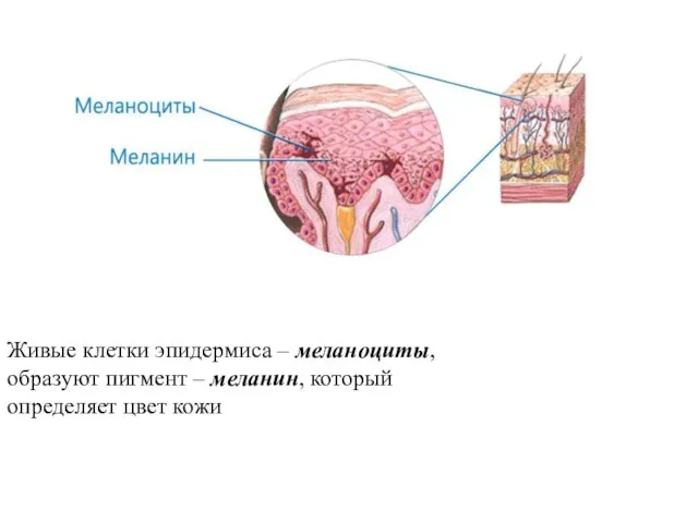 Живые клетки эпидермиса – меланоциты, образуют пигмент – меланин, который определяет цвет кожи