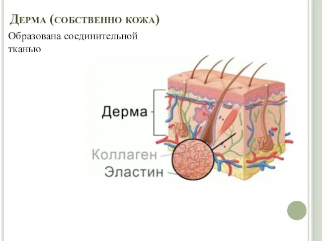 Дерма (собственно кожа) Образована соединительной тканью