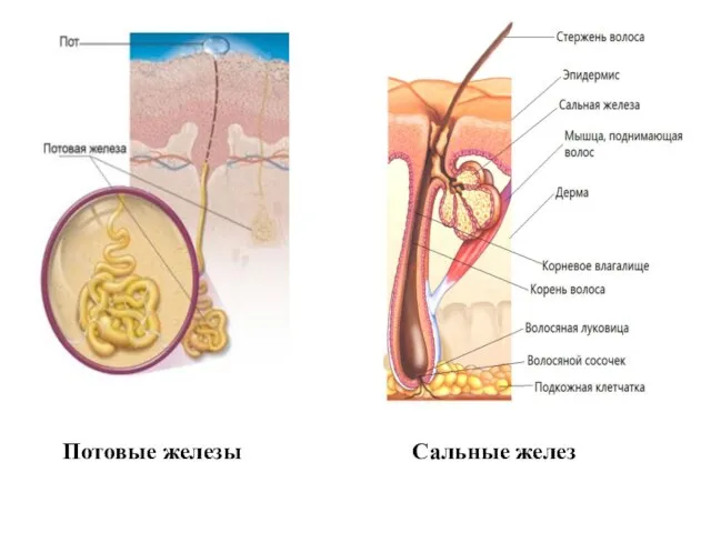Потовые железы Сальные желез