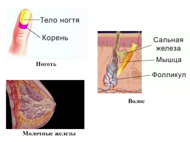 Волос Молочные железы Ноготь