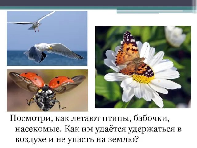 Посмотри, как летают птицы, бабочки, насекомые. Как им удаётся удержаться в воздухе