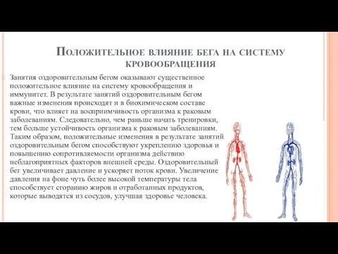 Положительное влияние бега на систему кровообращения Занятия оздоровительным бегом оказывают существенное положительное