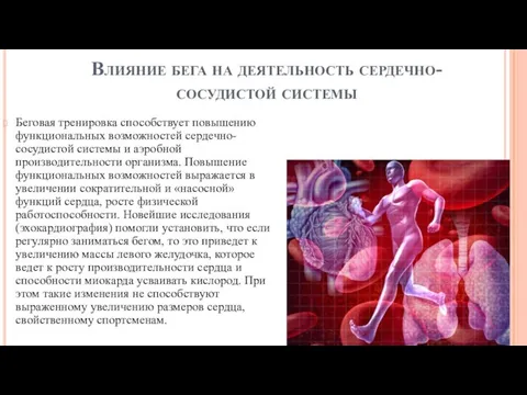 Влияние бега на деятельность сердечно-сосудистой системы Беговая тренировка способствует повышению функциональных возможностей