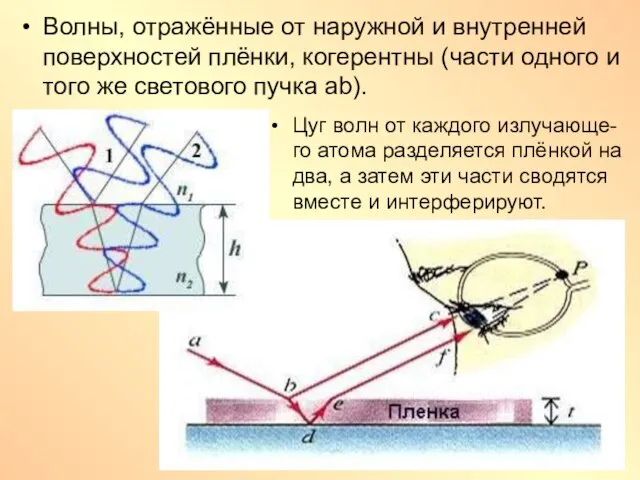 Цуг волн от каждого излучающе-го атома разделяется плёнкой на два, а затем