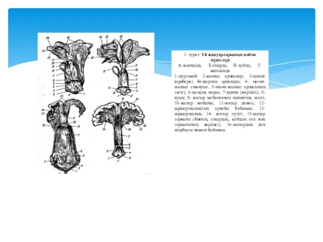 1- сурет. Үй жануарларының көбею мүшелері А-жылқыда, Б-сиырда, В- қойда, Г- мегежінде