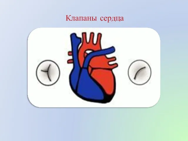 Клапаны сердца