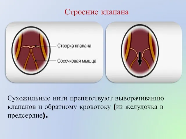 Строение клапана Сухожильные нити препятствуют выворачиванию клапанов и обратному кровотоку (из желудочка в предсердие).