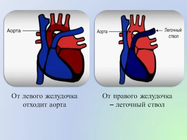 От левого желудочка отходит аорта От правого желудочка – легочный ствол