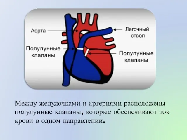 Между желудочками и артериями расположены полулунные клапаны, которые обеспечивают ток крови в одном направлении.