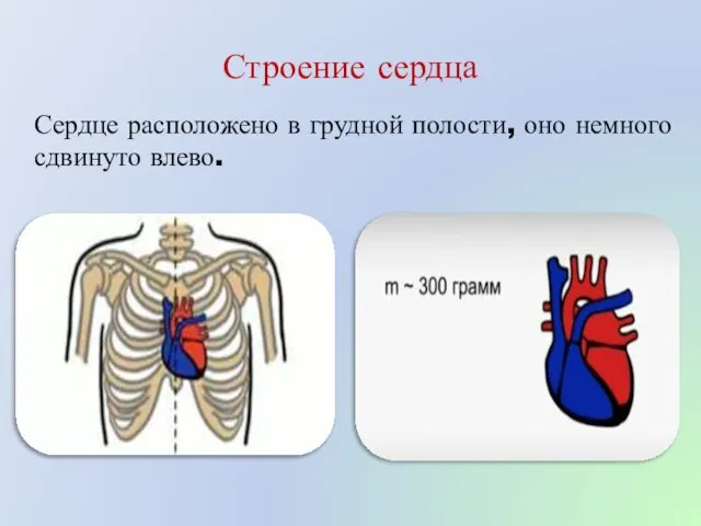 Строение сердца Сердце расположено в грудной полости, оно немного сдвинуто влево.