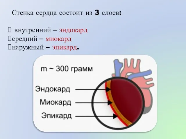 Стенка сердца состоит из 3 слоев: внутренний – эндокард средний – миокард наружный – эпикард.