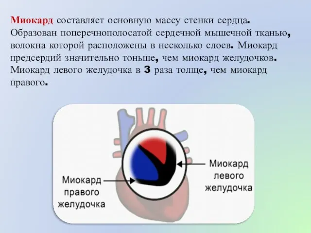 Миокард составляет основную массу стенки сердца. Образован поперечнополосатой сердечной мышечной тканью, волокна