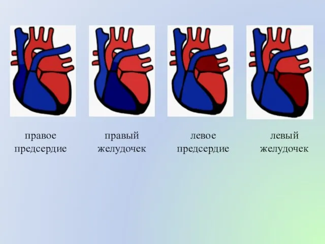 правое предсердие правый желудочек левое предсердие левый желудочек