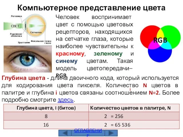 Компьютерное представление цвета Человек воспринимает цвет с помощью цветовых рецепторов, находящихся на