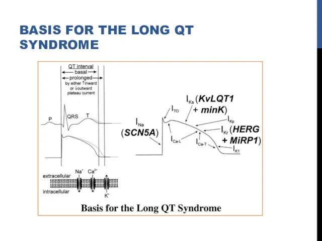 BASIS FOR THE LONG QT SYNDROME