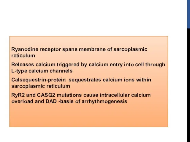 Ryanodine receptor spans membrane of sarcoplasmic reticulum Releases calcium triggered by calcium