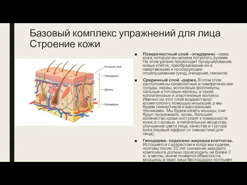 Базовый комплекс упражнений для лица Строение кожи Поверхностный слой –эпидермис –сама кожа,