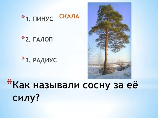 Как называли сосну за её силу? 1. ПИНУС 2. ГАЛОП 3. РАДИУС СКАЛА