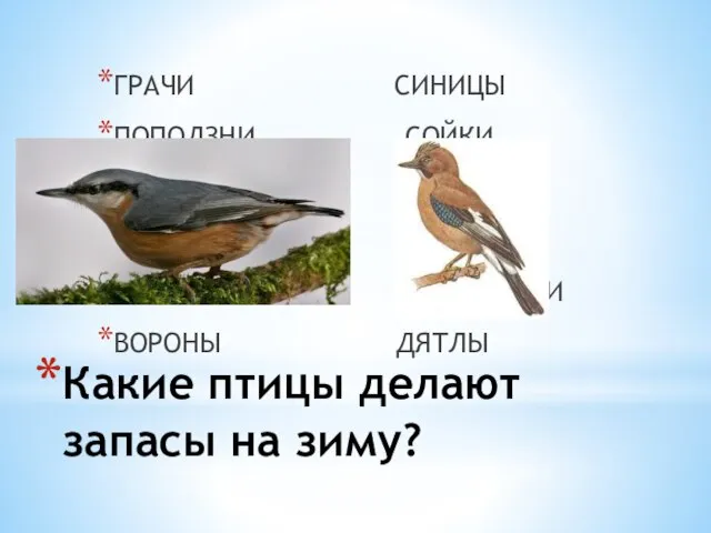Какие птицы делают запасы на зиму? ГРАЧИ СИНИЦЫ ПОПОЛЗНИ СОЙКИ КЛЕСТЫ СОЛОВЬИ