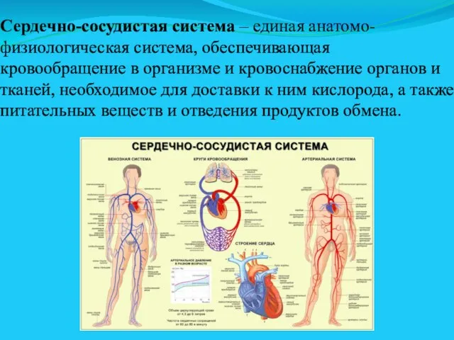 Сердечно-сосудистая система – единая анатомо-физиологическая система, обеспечивающая кровообращение в организме и кровоснабжение