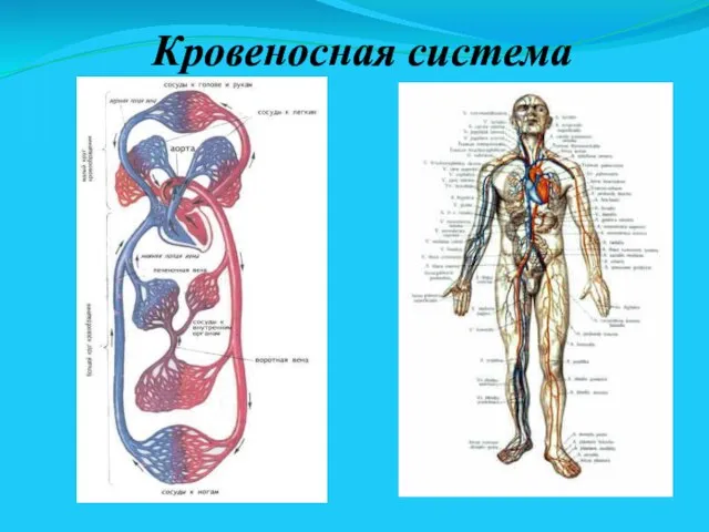 Кровеносная система