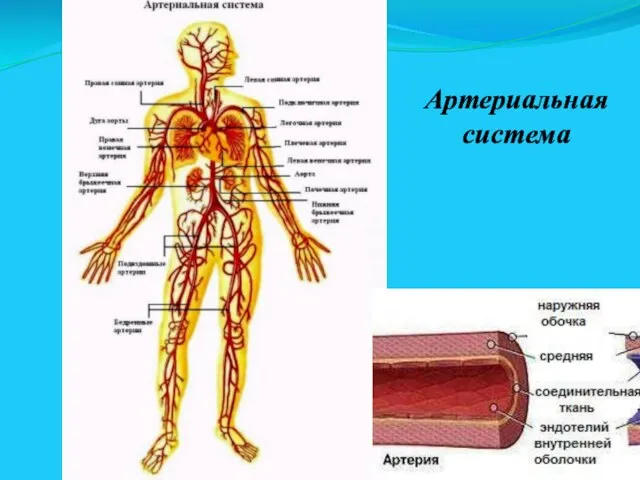 Артериальная система