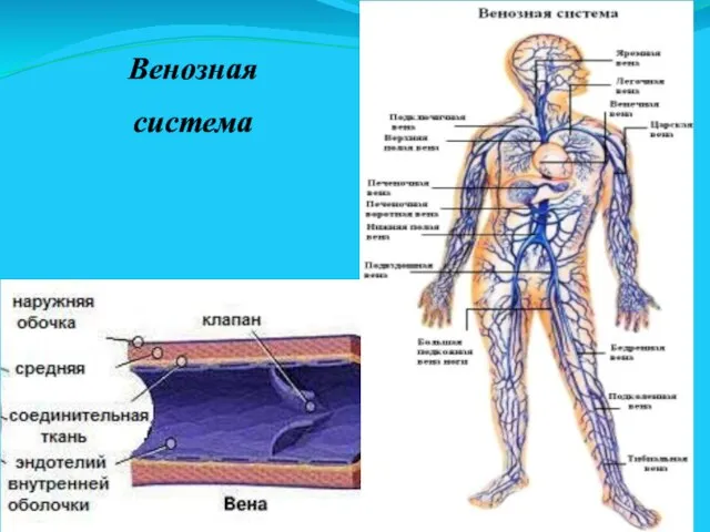 Венозная система