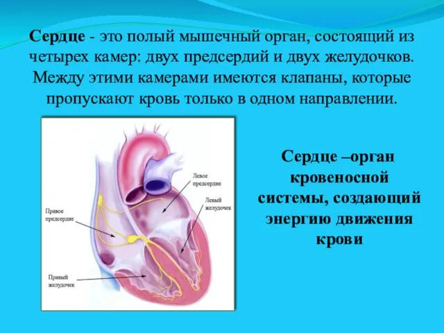 Сердце - это полый мышечный орган, состоящий из четырех камер: двух предсердий