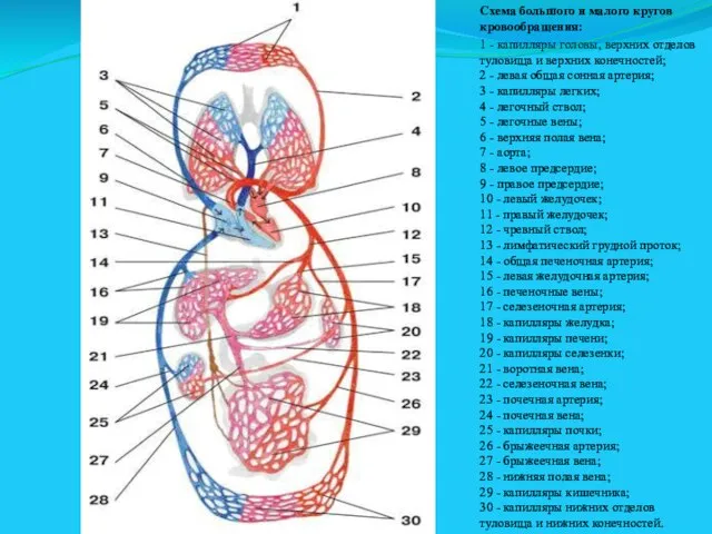 Схема большого и малого кругов кровообращения: 1 - капилляры головы, верхних отделов