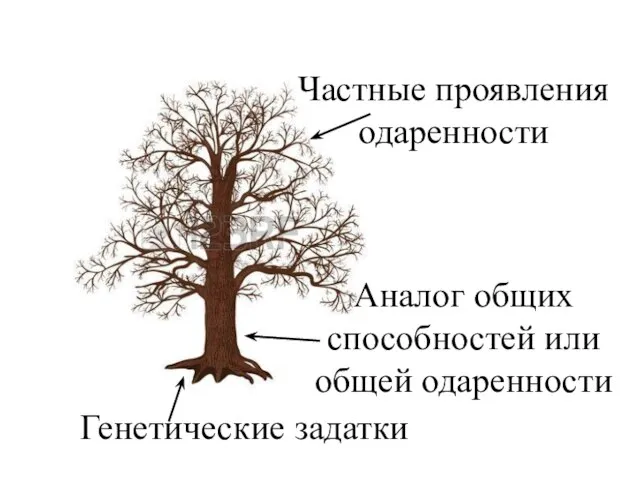 Генетические задатки Аналог общих способностей или общей одаренности Частные проявления одаренности