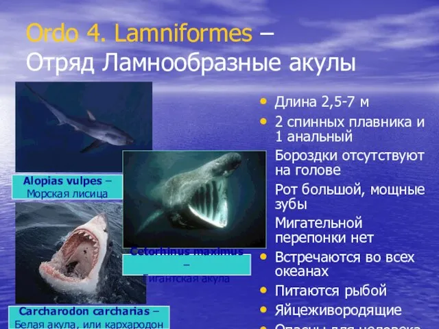Ordo 4. Lamniformes – Отряд Ламнообразные акулы Длина 2,5-7 м 2 спинных