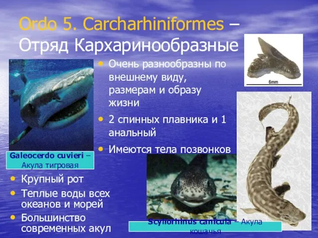 Ordo 5. Carcharhiniformes – Отряд Кархаринообразные Очень разнообразны по внешнему виду, размерам