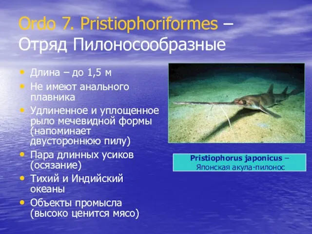 Ordo 7. Pristiophoriformes – Отряд Пилоносообразные Длина – до 1,5 м Не